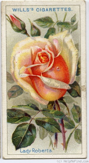 'Lady Roberts' rose photo