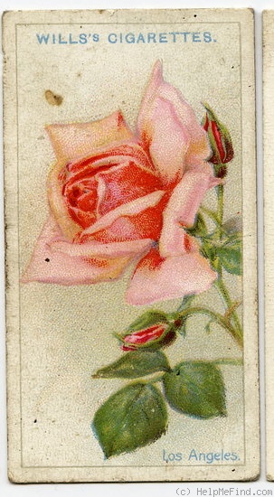 'Los Angeles' rose photo