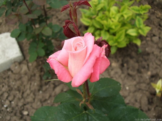 'Madona (hybrid tea, Meilland 1992)' rose photo