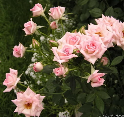 'Bingo Queen ™' rose photo