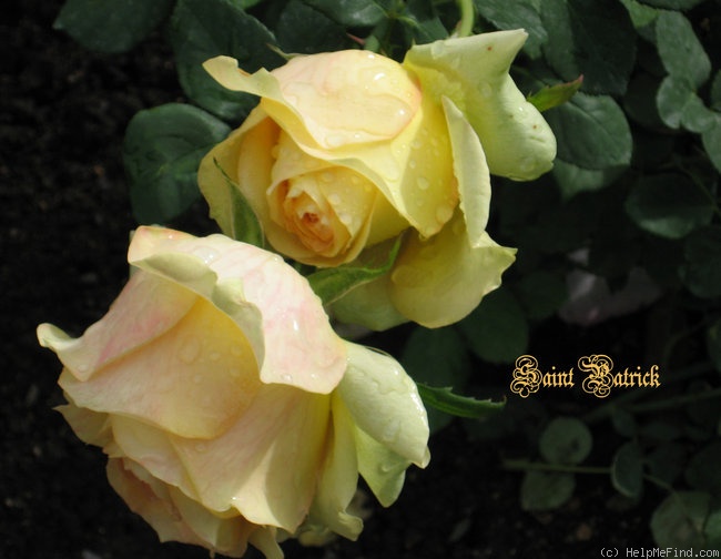 'Saint Patrick (hybrid tea, Strickland, 1986)' rose photo