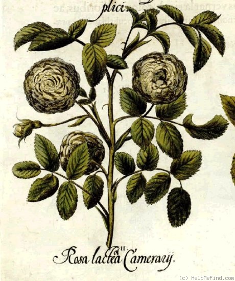 '<i>Rosa alba minor</i> (alba)' rose photo