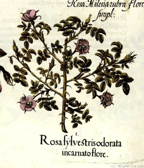 '<i>Rosa canina</i> L.' rose photo