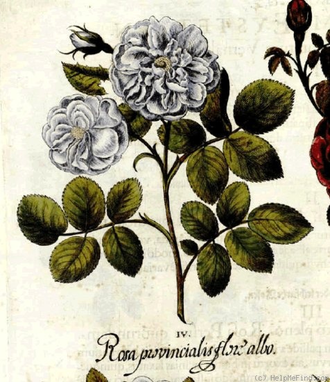 '<i>Rosa provincialis flore albo</i>' rose photo