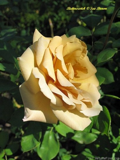 'Butterscotch (Large Flowered Climber, Warriner 1986)' rose photo