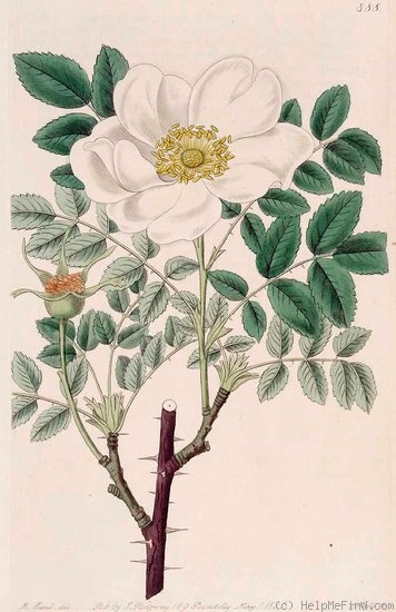 'Grandiflora (Altaica)' rose photo
