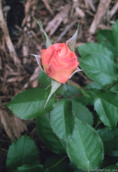 'Fragrant Cloud (hybrid tea, Tantau 1963)' rose photo