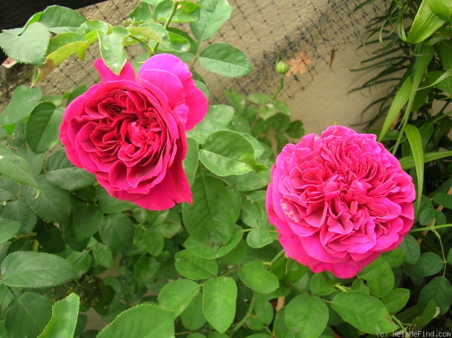 'William Shakespeare 2000 ™ (shrub, Austin 1994)' rose photo