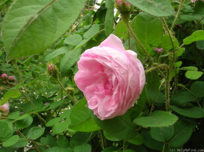 'Old Pink Moss' rose photo