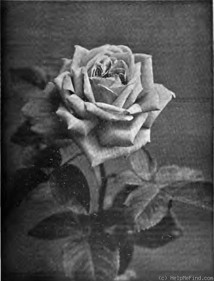 'R. B. Cater' rose photo