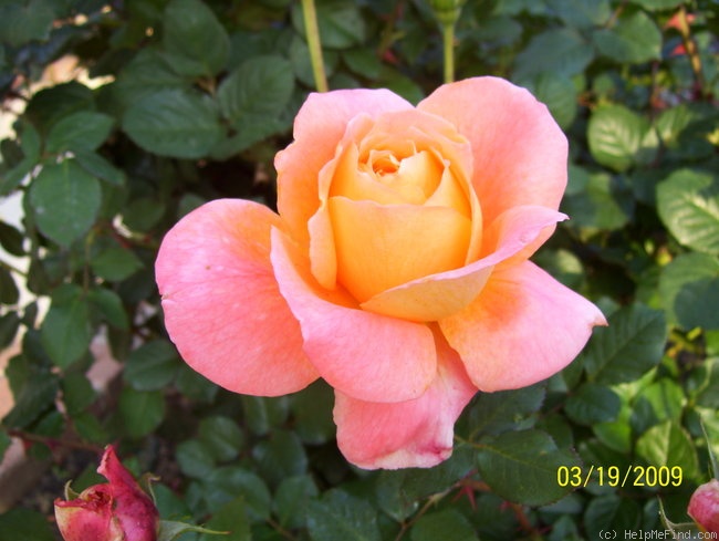 'Outrageous ™' rose photo