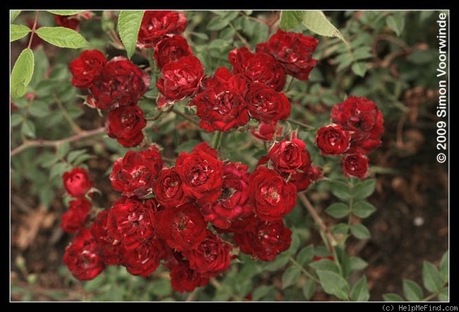 'Red Cascade' rose photo