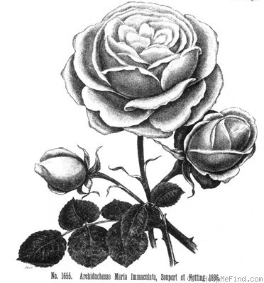 'Archiduchesse Maria Immaculata' rose photo