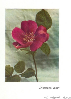 'Hermann Löns' rose photo