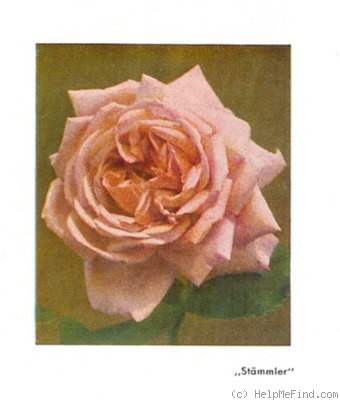 'Stämmler' rose photo