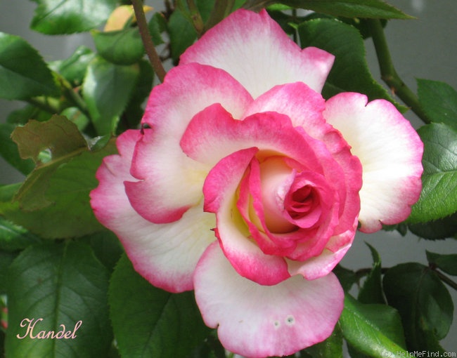 'Händel (Large Flowered Climber, McGredy 1960)' rose photo