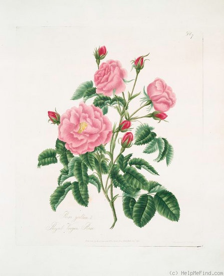 'Royal Virgin Rose (gallica)' rose photo
