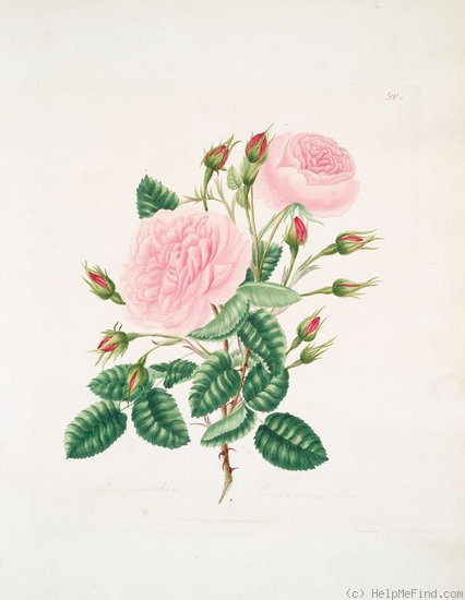 'Common Provence' rose photo