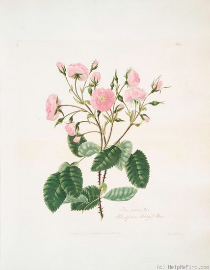 'Blandford rose' rose photo