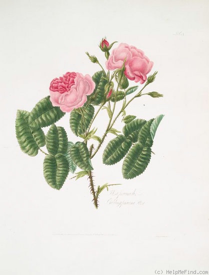'Childing Provence' rose photo