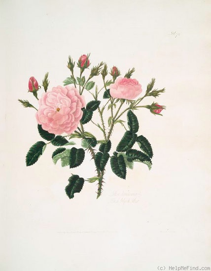 'Blush Belgick' rose photo