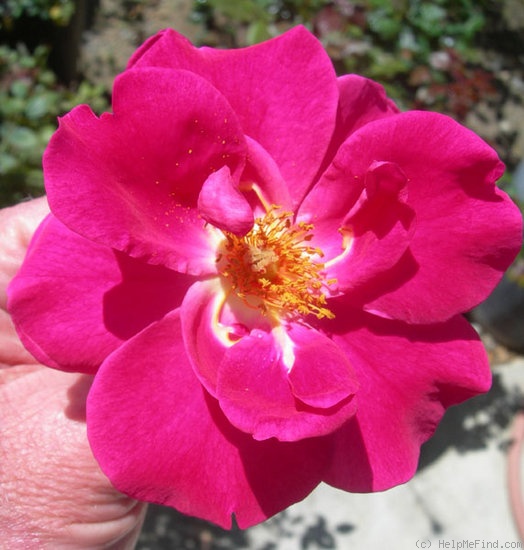 'GEAXGLPE' rose photo