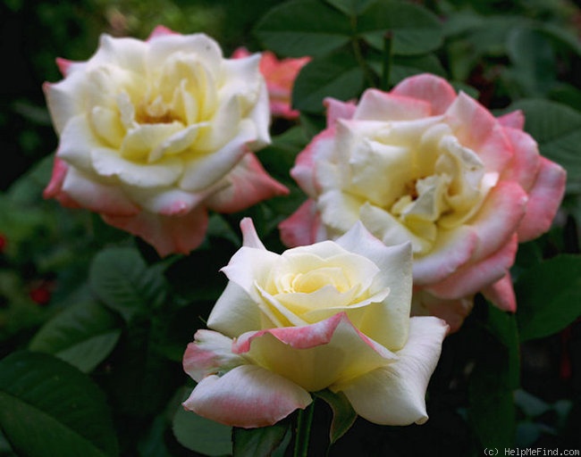 'Summer Fashion' rose photo