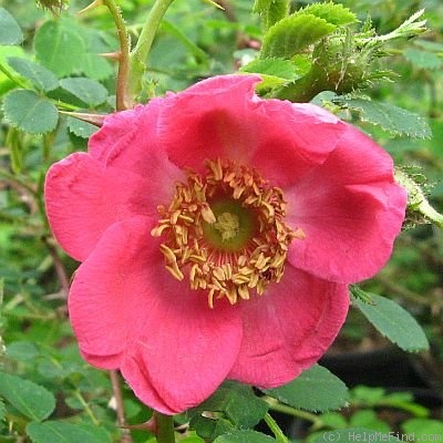 '<i>Rosa sweginzowii</i> 'Macrocarpa'' rose photo