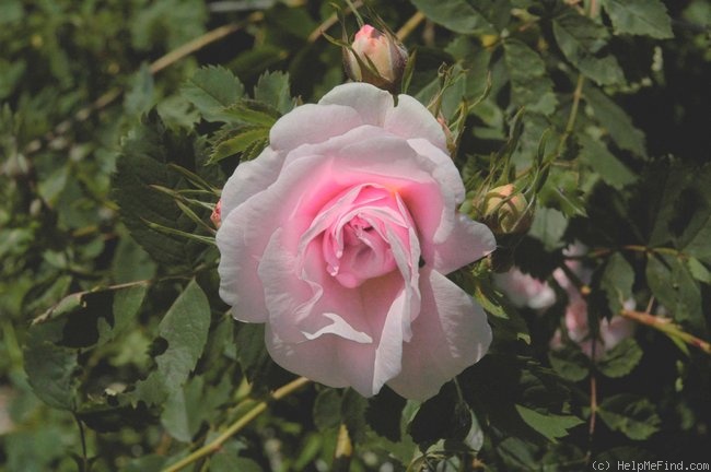 'Prairie Sweetheart' rose photo