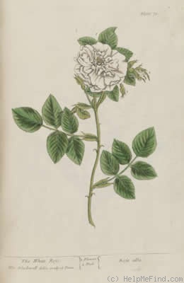 'Double White Rose (alba)' rose photo