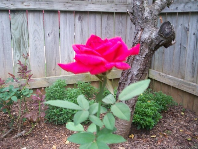 'Mr. Lincoln' rose photo