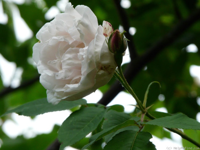 'Madame Alfred Carrière (Noisette, Schwartz, 1875)' rose photo