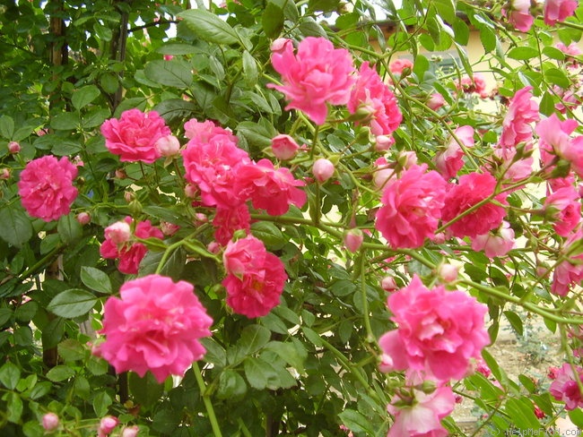 'Paul Ploton' rose photo