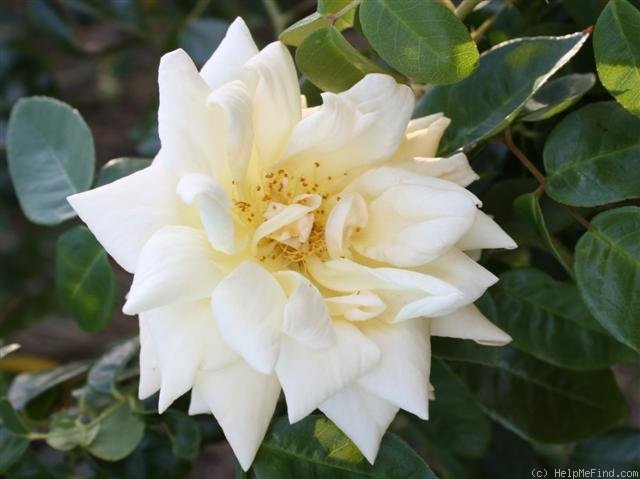 'Golden Vision' rose photo