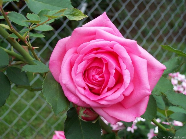 'Country Doctor' rose photo