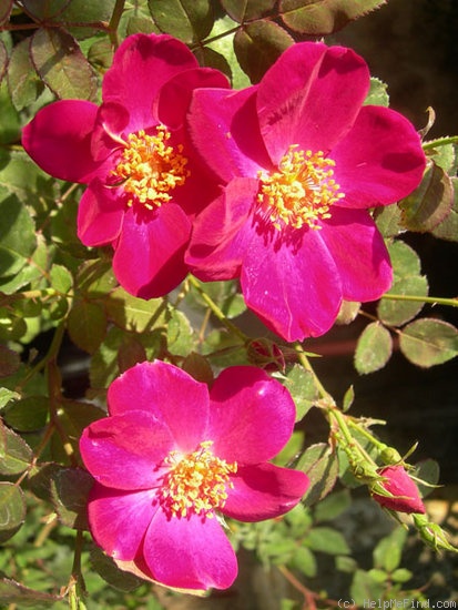 'IHTXLB' rose photo