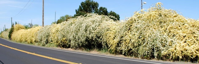 'R. Banksiae Lutea' rose photo