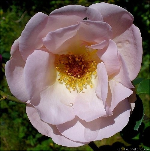 'Moth' rose photo