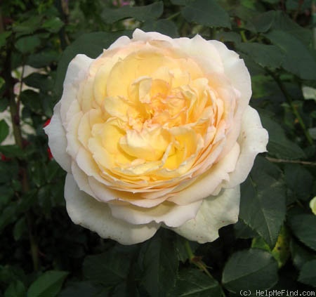 'Tchaikovski' rose photo