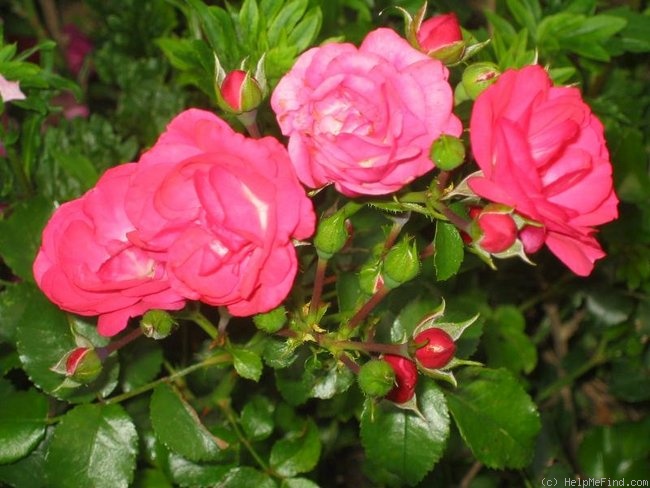 'Anadia ®' rose photo