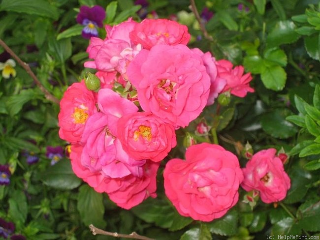 'Anadia ®' rose photo