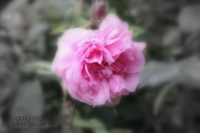 'Georges Francis, Jardin à l'aube'  photo