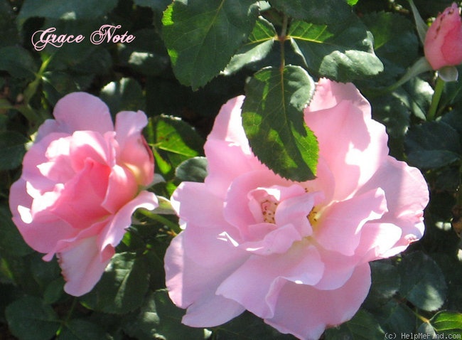'Grace Note' rose photo