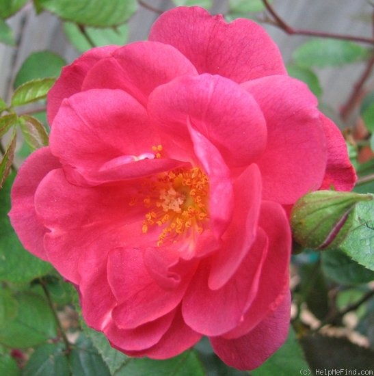 'Dragon's Blood' rose photo