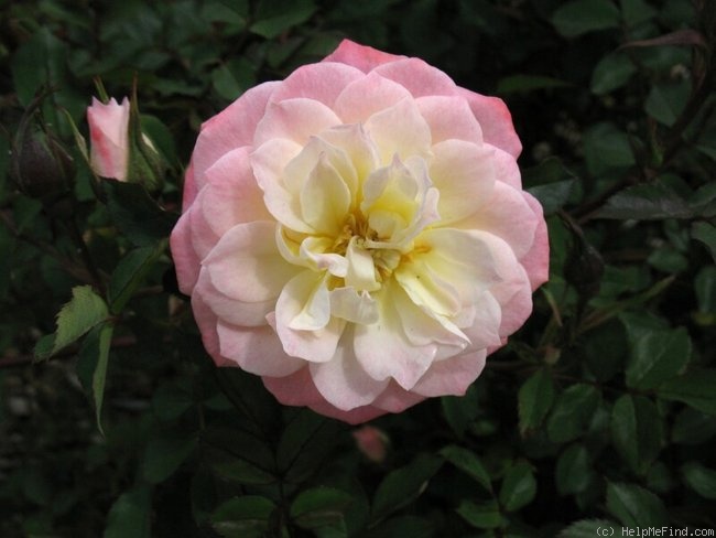 'Edna Marie' rose photo