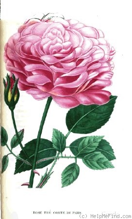 'Comte de Paris (tea, Hardy, 1839)' rose photo