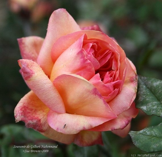 'Souvenir de Gilbert Nabonnand' rose photo