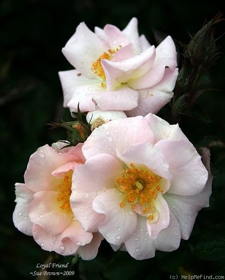 'Loyal Friend' rose photo