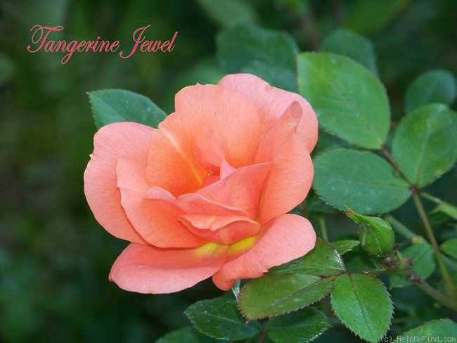 'Tangerine Jewel ™' rose photo