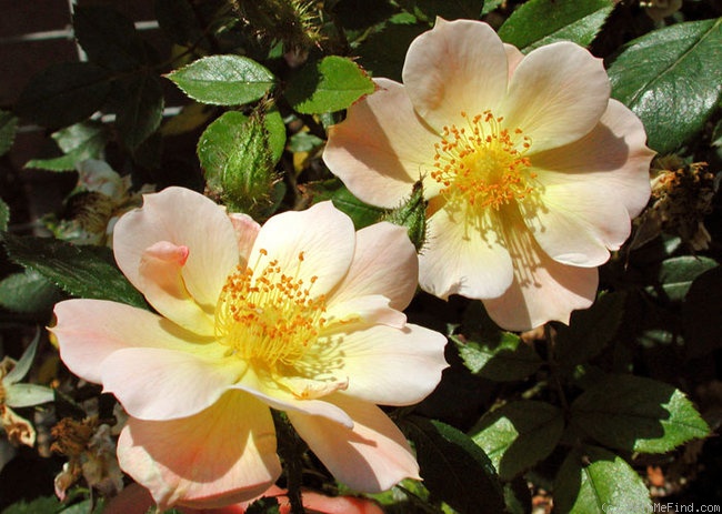 'Lemon D' rose photo